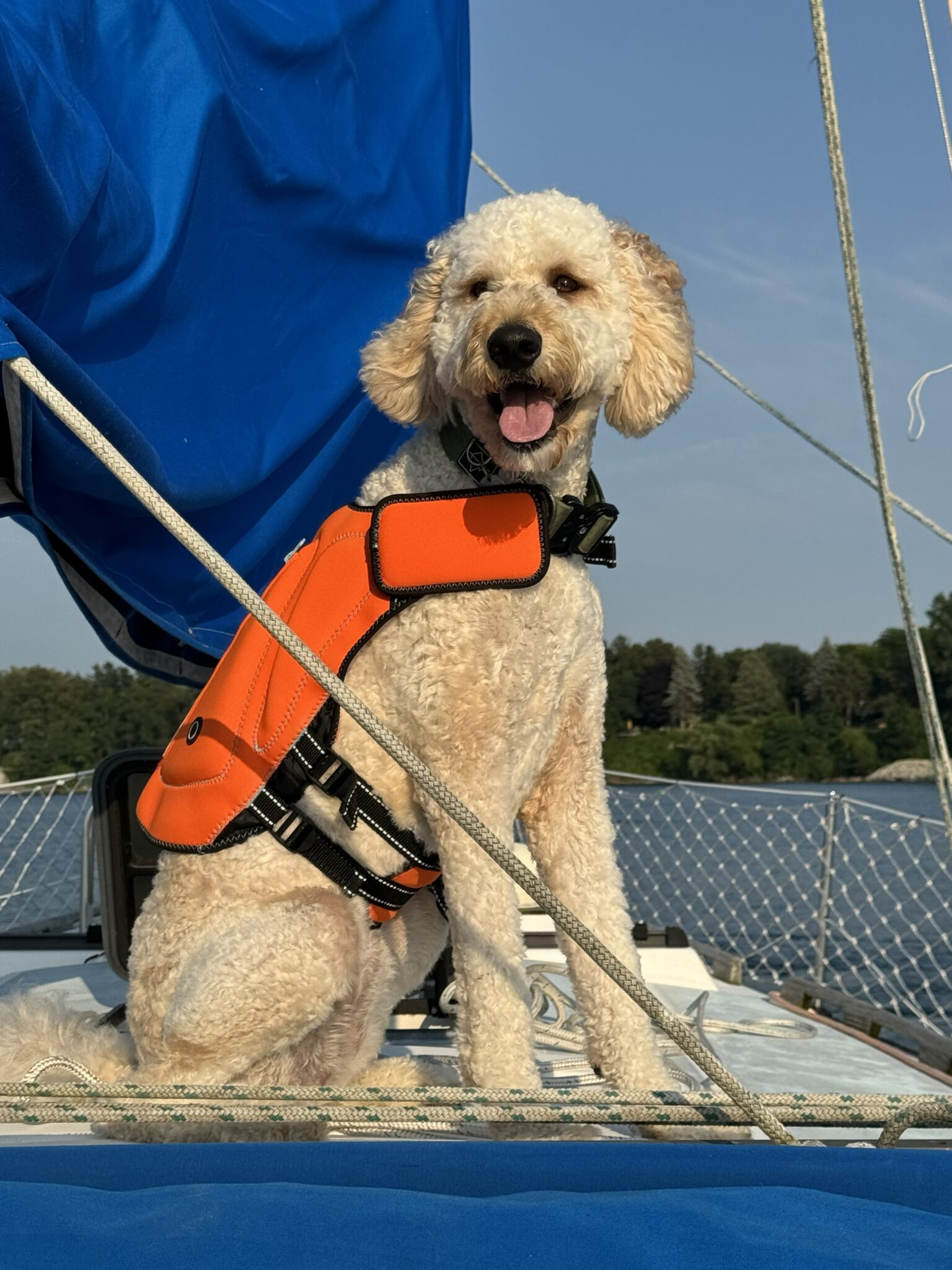 willow smiling on deck photo